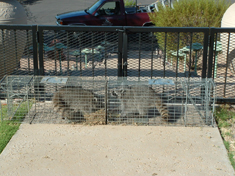 pair of trapped raccoons