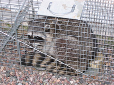 trapped racoon