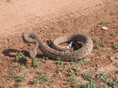 rattle snake