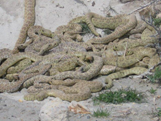 rattle snakes