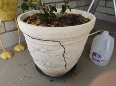 Termite trail on flower pot