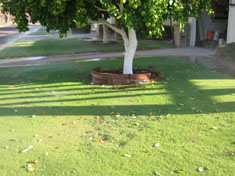 trap under citrus tree